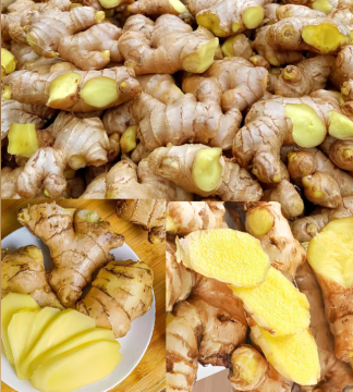 High Ginger Oleoresin Peeled Fresh Ginger