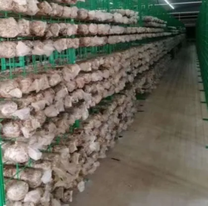 mushroom farm shipping container greenhouse