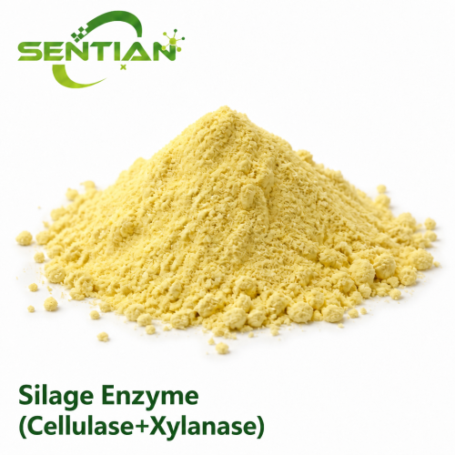 Silage Enzyme Cellulase Xylanase for Forage Fermentation