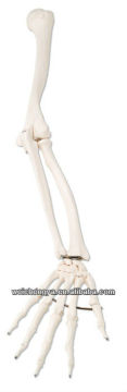 Life-Size Upper Extremity Model