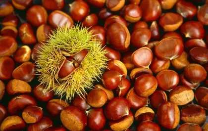 The best quality fresh chestnut