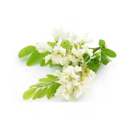 sophora japonica extract powder