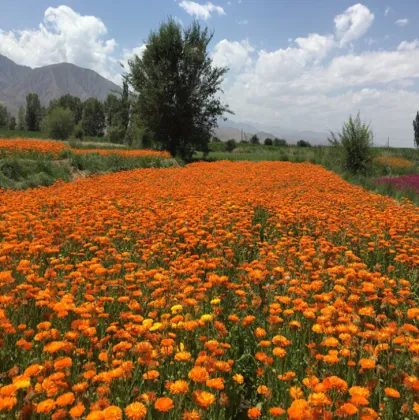 Calendula officinalis seeds for planting