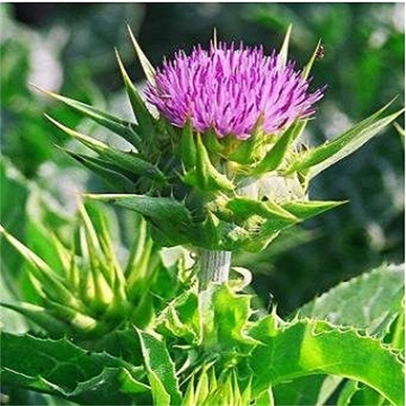 Milk Thistle 1