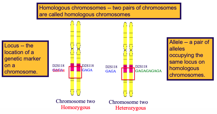 Homologous chromosomes 