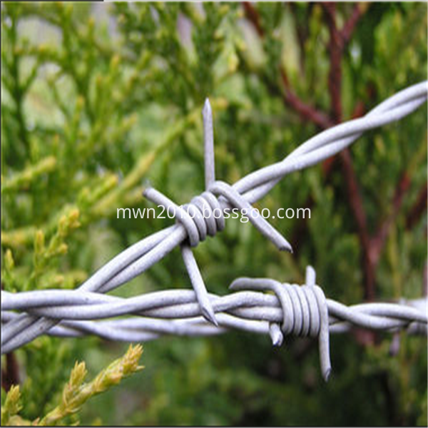 galvanized barbed wire