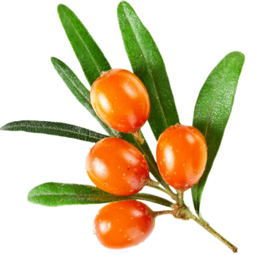 nature Sea Buckthorn Seed Oil