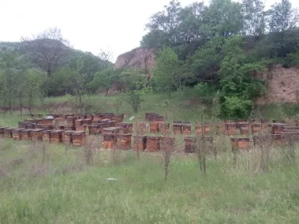 natural wild bee honey price