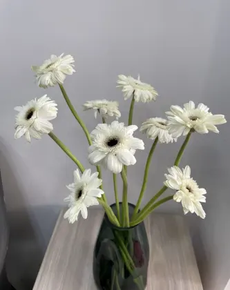 Standard white chrysanthemum YiLi Gerbera