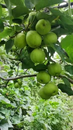 Origin Direct Export Fresh Pears lj