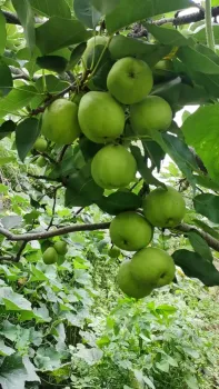 Origin Direct Export Fresh Pears lj