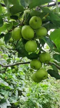 Origin Direct Export Fresh Pears lj