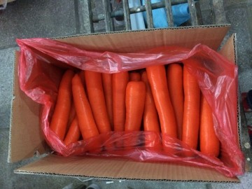 Fresh Carrot with big size