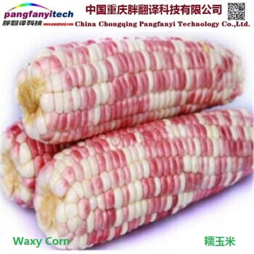 Natural Tasty Healthy Self-produced Sweet Waxy Maize