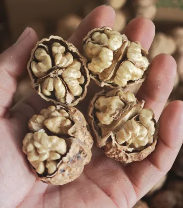 Natural Yunnan Walnut Kernels