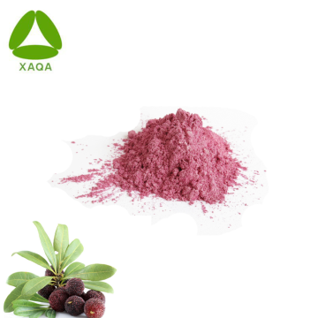 Water-Soluble Freeze-Dried Bayberry Wax Myrtle Powder
