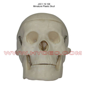 Miniature Plastic Skull-J3C1.19.106