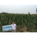 direct Supply High Purity Purple Corn Extract