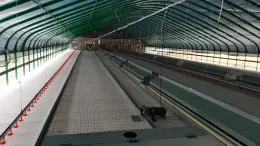Breeder hens floor rearing system(uniform feeding)