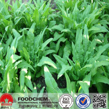 Pure Natural Wild Lettuce Extract Powder