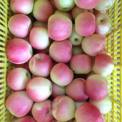 fresh chinese apple fruit gala apple red star apple