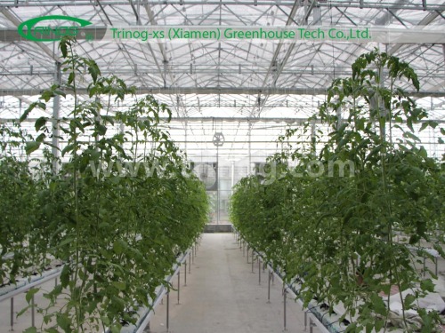 Multi-Span Film Agricultural Greenhouse for Tomato