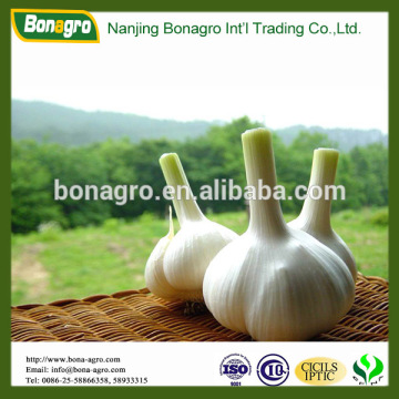 Natural garlic