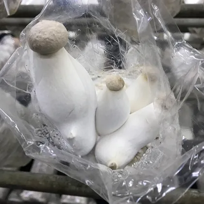 Oyster Mushroom King Spawning