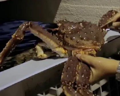 NORWEGIAN KING CRAB
