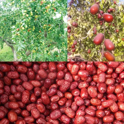 Roasted Dried Chinese Red Dates Snacks---the best Chinese Red Dates in China