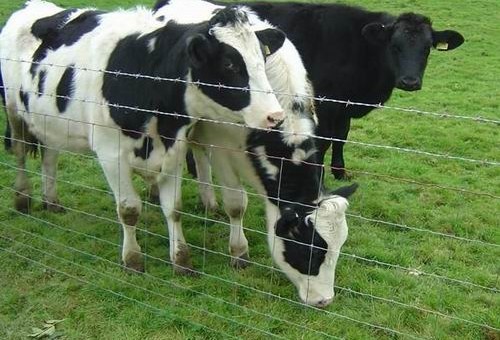 High Quality Farm Field Cattle Fence and Fence Machine from
