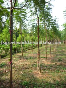 Jacaranda acutifolia landscaping trees