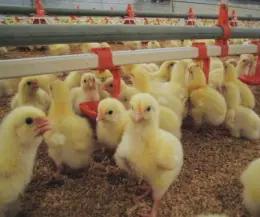 Automatic broiler nipple drinker