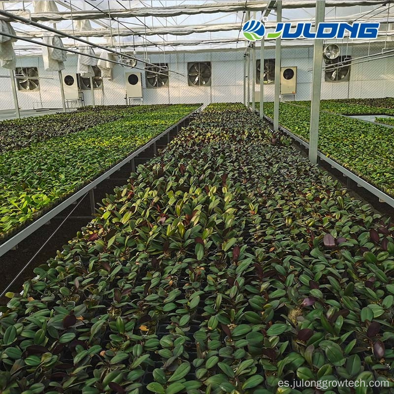 Mesa de bancos de rodillos móviles de vivero de plantas de planta