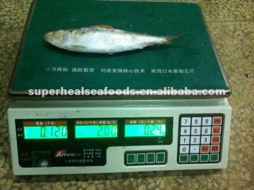 New Landing Sardinella