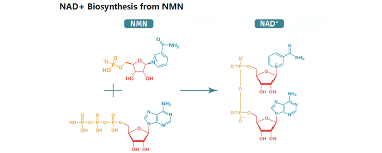 nmn 2