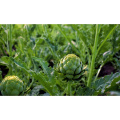 Premium Organic Artichoke Powder for Healthy Digestive Support and Detox