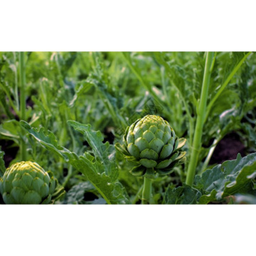 Premium Organic Artichoke Powder for Healthy Digestive Support and Detox