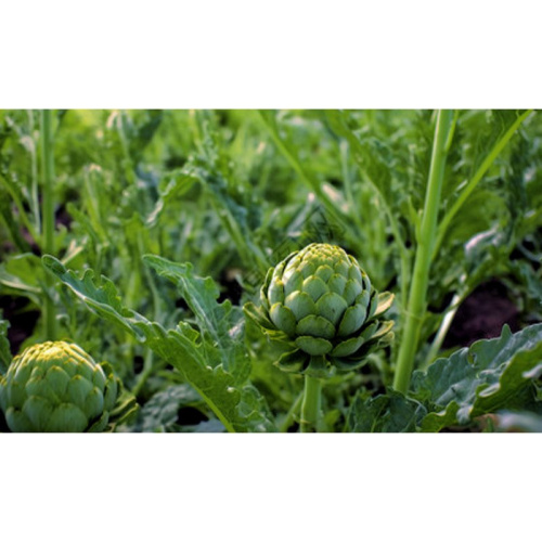 Premium Organic Artichoke Powder for Healthy Digestive Support and Detox