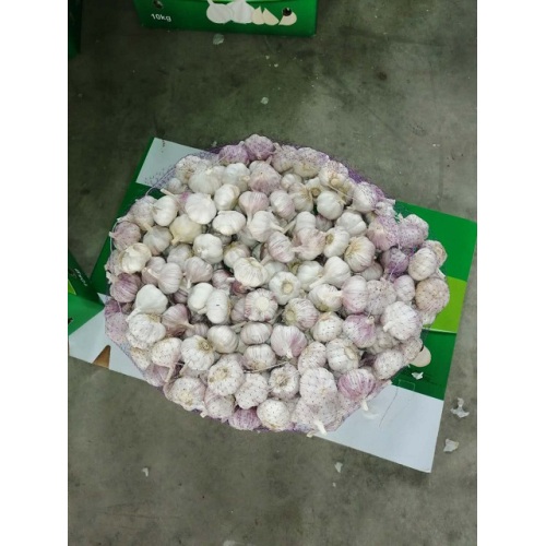 Venta al por mayor 2019 Fresh Garlic