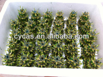pyramid dracaena lucky bamboo