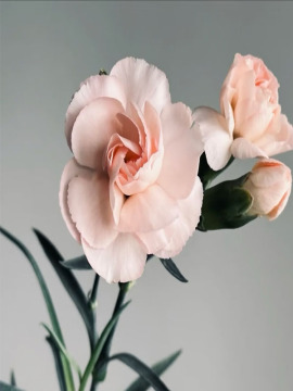 Clavel en spray Liu nian