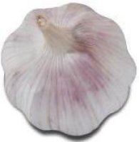 Normal white garlic