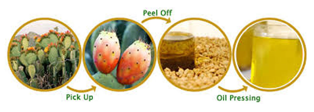 Wholesale prickly pear seed oil/cactus seed oil