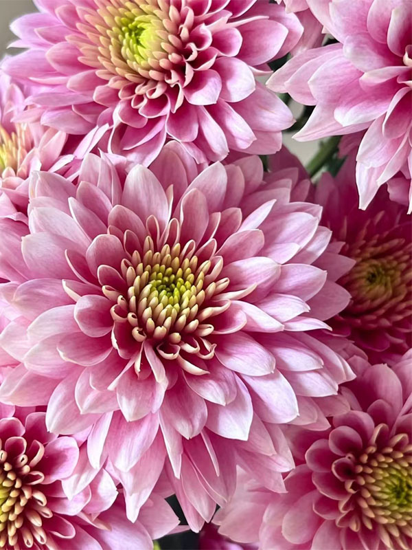 strawberry smoothie pompon Mum1