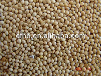 White millet or yellow millet or red millet