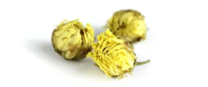 Chrysanthemum dried for tea