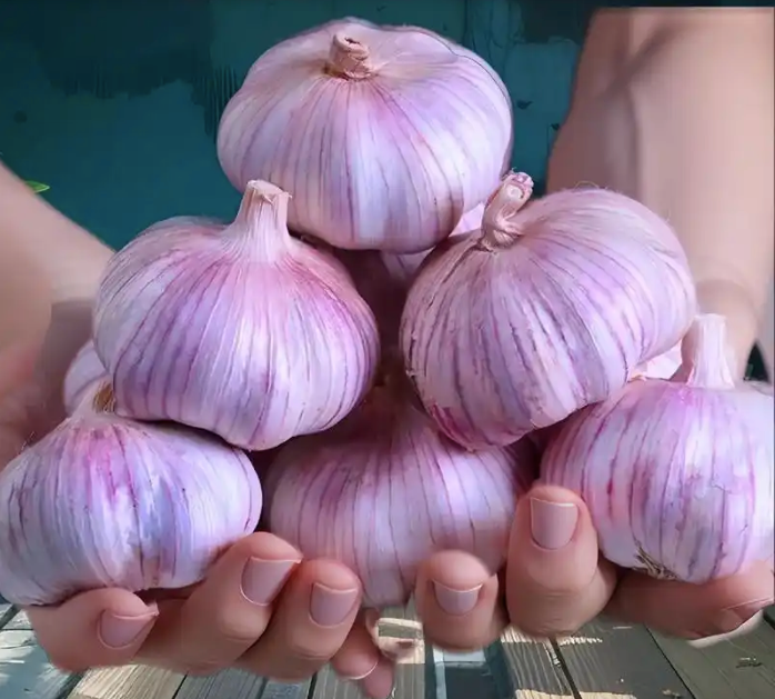 purple garlic