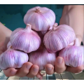 2025 প্রিমিয়াম জৈব বেগুনি রসুন প্রাকৃতিক