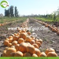 Raw GWS AAA Grade Pumpkin Seed Kernels